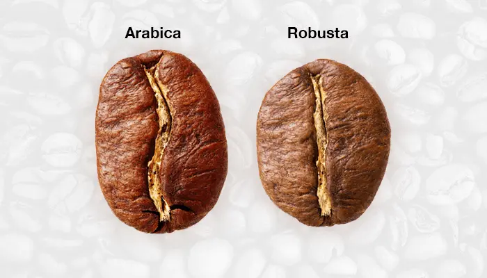 kopi arabika dan robusta pratter coffee roaster