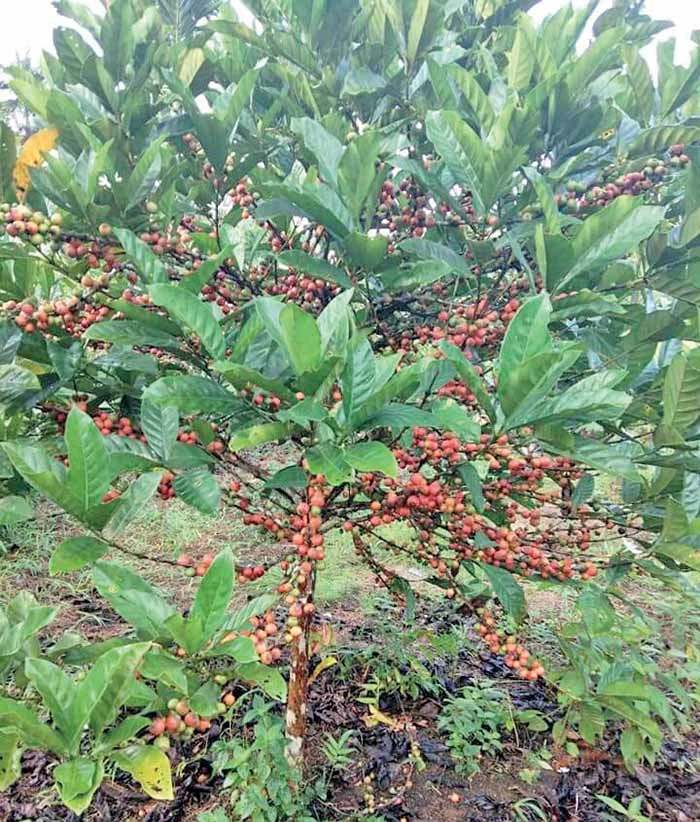 trubus edisi 597 agustus 2019 highrest 62 1