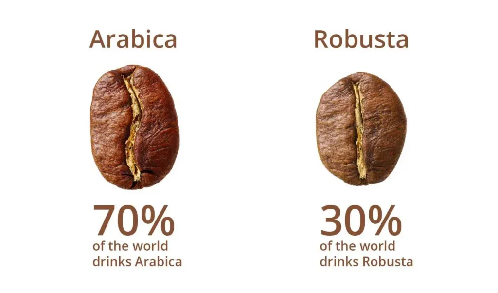 Arabika vs Robusta: Beda Rasa, Kafein & Harga bitka biji kopi arabika vs biji kopi robusta
