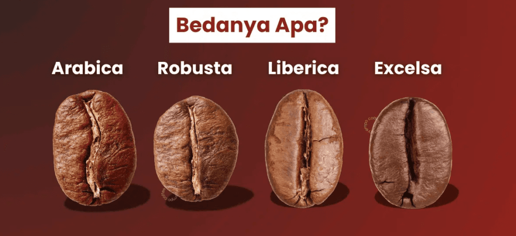 perbedaan kopi arabika robusta liberika dan excelsa